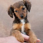 Adoptar una mascota