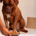 Potencia la vitalidad de tu perro en este invierno