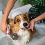 ¿Cada cuánto bañar a tu mascota?
