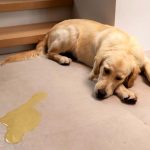¿Cómo enseñar a mi perro a hacer pis en un solo lugar?