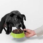 ¿Cuál debe ser la alimentación adecuada de nuestros perros?
