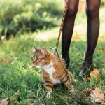 ¿Se recomienda pasear a los gatos?