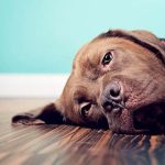 Conoce los cambios de humor de tu perro