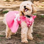 ¿Qué hacer si tu mascota entra en celo?