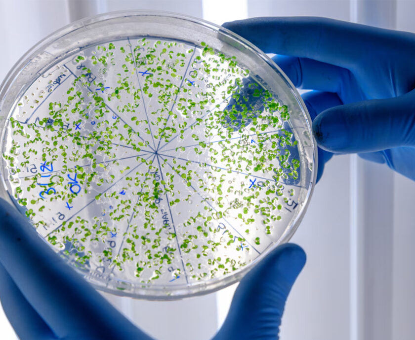 articulo_microbiota