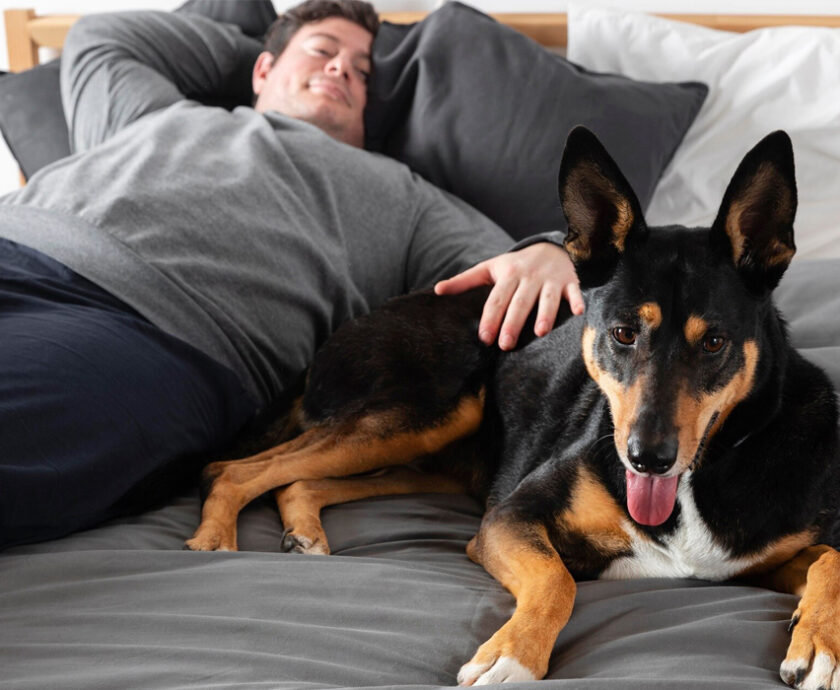 articulo_perro-cama